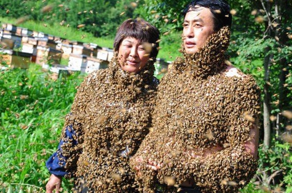 Пчелы на людях