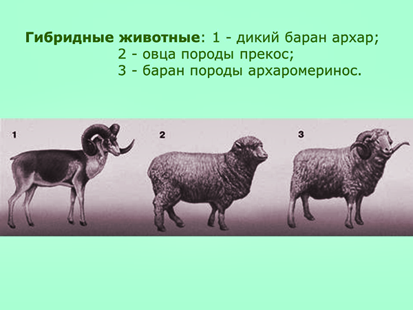 Гетерозис овец