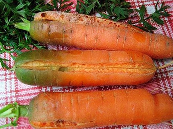 Трещины на моркови